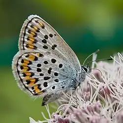 Plebejus subsolanus