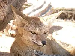 Renard gris d'Argentine (Lycalopex griseus). Il ne pèse guère plus de 3 kilos et, avec ses yeux en amandes, il ressemble beaucoup à un loup.