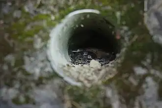 Description de l'image Lycodon ruhstrati 23112940.jpg.