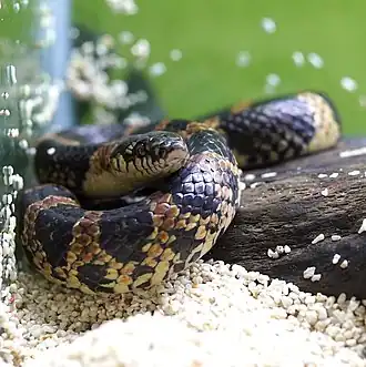 Description de l'image Lycodon semicarinatus by OpenCage.JPG.