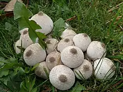 Vesse-de-loup-perlée.