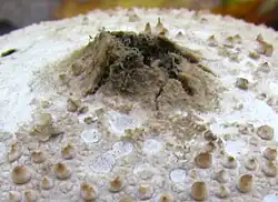 Pore d'expulsion des spores.