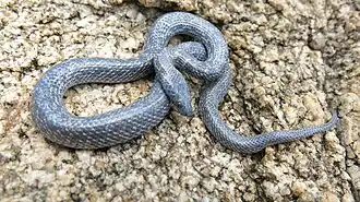 Description de l'image Lycophidion variegatum2.jpg.