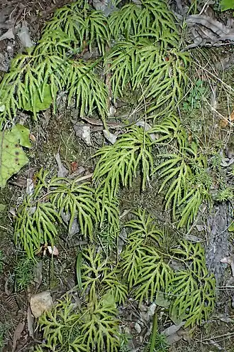 Description de cette image, également commentée ci-après