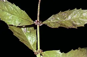 Description de cette image, également commentée ci-après