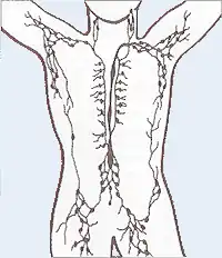 Système lymphatique abdominal et thoracique.