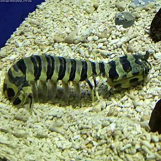 Lysiosquilla maculata