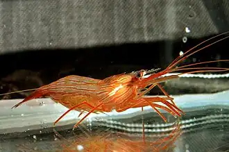 Description de l'image Lysmata boggessi.jpg.