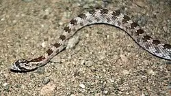 Description de l'image Lytorhynchus ridgewayi.jpg.