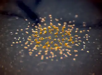 Description de l'image M. xanthus development.png.