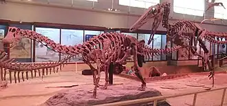 Description de l'image MACN Bonatitan & Austroraptor.jpg.