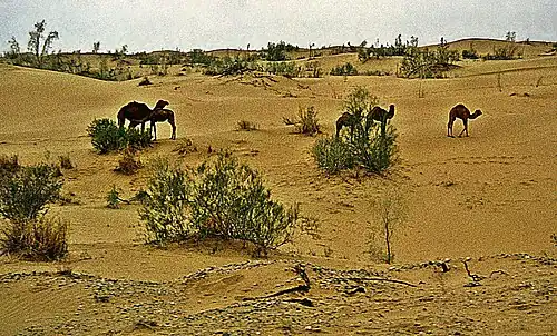 Dromadaires dans le désert en avril 1992.