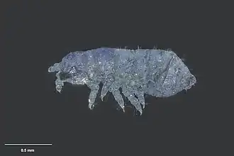 Description de l'image MA I144827 Friesea litoralis 02.jpg.