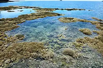 Le récif corallien découvert, à marée basse (îlot M'Bouzi).