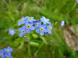 Myosotis alpestre.