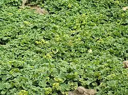 Flore, en bordure de plage.