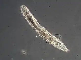 Description de cette image, également commentée ci-après