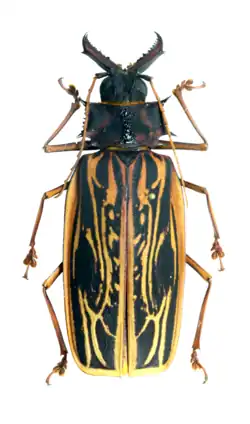 Macrodontia dejeani