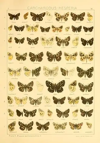 Description de l'image Macrolepidoptera01seitz 0177.jpg.