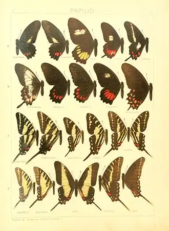 Description de l'image Macrolepidoptera15seit 0037.jpg.