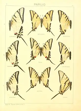 Description de l'image Macrolepidoptera15seit 0039.jpg.