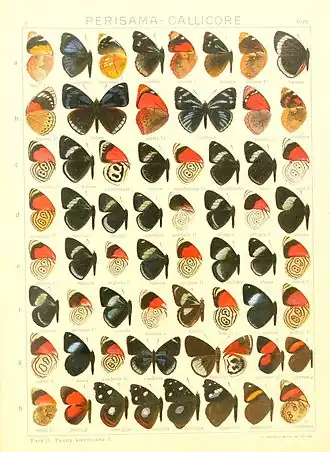 Description de l'image Macrolepidoptera15seit 0219.jpg.