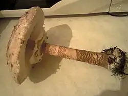 Base du pied bulbeuse, mais pas de volve.