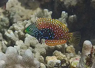 Phase initiale (femelle) à la Réunion.