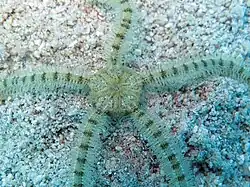 Macrophiothrix lorioli