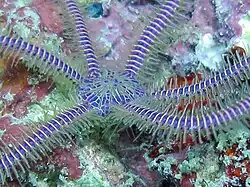 Macrophiothrix nereidina