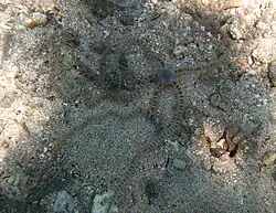 Macrophiothrix cf. robillardi