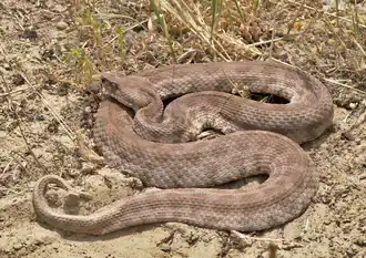 Description de l'image Macrovipera lebetina 1.png.