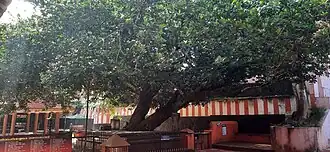 Description de l'image Madhuca diplostemon.jpg.