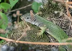 Vue d'un Lézard vert oriental
