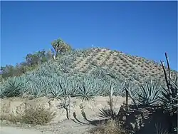 Agave potatorium