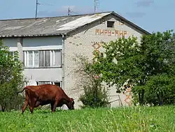 Vache rouge en Lituanie.