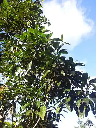 Description de cette image, également commentée ci-après