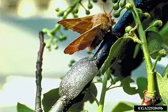 Description de cette image, également commentée ci-après