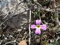 Malcolmia graeca
