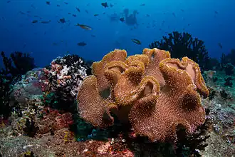 Sarcophyton sp. in the Maldives.