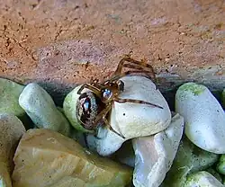 Mâle avec ses pédipalpes