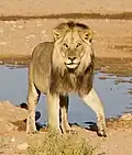 Lion à un trou d'eau