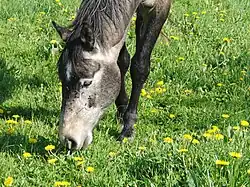 Gros plan sur la tête d’un cheval gris foncé en train de brouter.