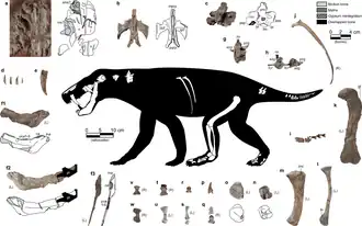Gorgonopsien indéterminé de Majorque.