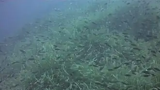 L'herbier couvert de catagnoles