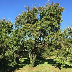 Arbre ornemental Malus baccata.