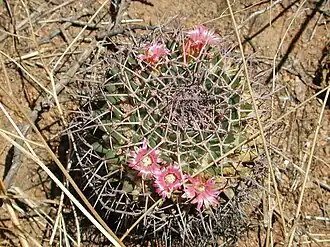 Description de l'image Mammillariacarnea.JPG.