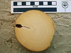 Coupe transversale d'une défense, avec des cercles concentriques plus clairs nettement visibles.