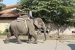 L'éléphant d'Asie (Elephas maximus). Domestiqué, il est utilisé comme monture ou animal de trait. À l'état sauvage, l'espèce est en danger. Les mâles mesurent de 2,5 à 3,5 m pour une  masse qui varie de 3 à 5 tonnes.
