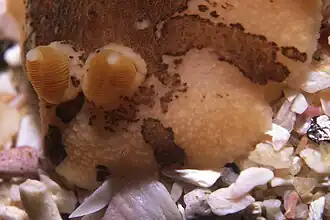 Rhinophores de Mandelia mirocornata